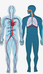 the circulatory and respiratory systems - Grade 5 - Quizizz