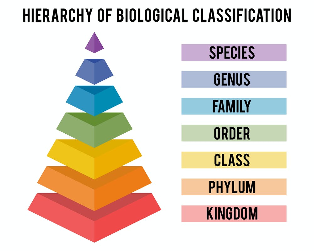 Taxonomy and dichotomous keys