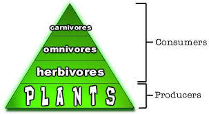 Carnivore, Herbivore, Omnivore | 1.7K plays | Quizizz