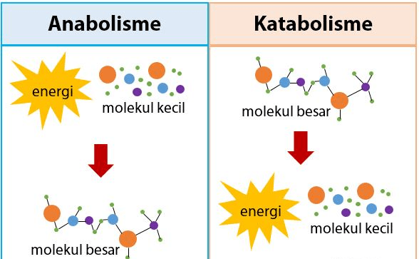 metabolisme Kartu Flash - Quizizz