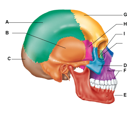 Skull | Human Anatomy Quiz - Quizizz