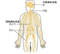 the nervous and endocrine systems - Class 4 - Quizizz