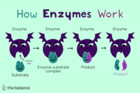 enzimas - Grado 9 - Quizizz