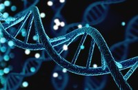 genetics vocabulary genotype and phenotype - Year 10 - Quizizz