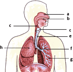 budowa i rola układu oddechowego - Assessment