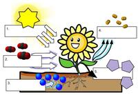 photosynthesis - Class 5 - Quizizz