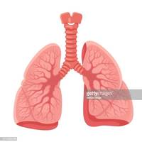 the circulatory and respiratory systems - Grade 3 - Quizizz