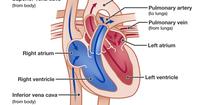 the circulatory and respiratory systems - Year 11 - Quizizz