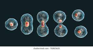 cell division - Class 10 - Quizizz