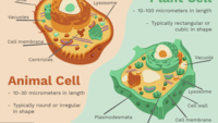 the cell membrane - Grade 3 - Quizizz