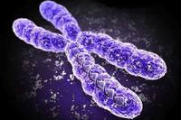chromosome structure and numbers Flashcards - Quizizz