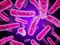 bakteri dan archaea - Kelas 11 - Kuis