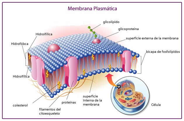 MEMBRANA CELULAR Cell Structure Quiz Quizizz