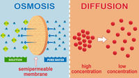 osmosis and tonicity - Year 8 - Quizizz