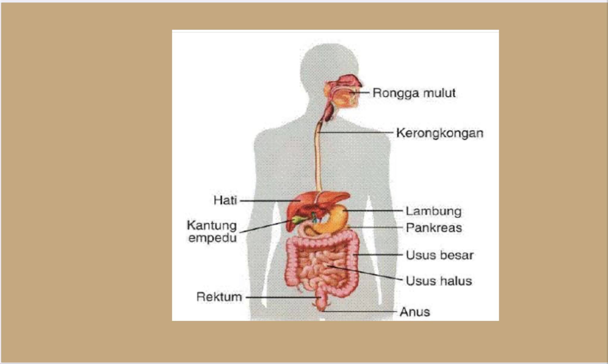 Sistem Pencernaan Kelas 5 SD | 900 Memainkan | Quizizz