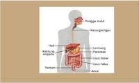 pencerahan - Kelas 11 - Kuis