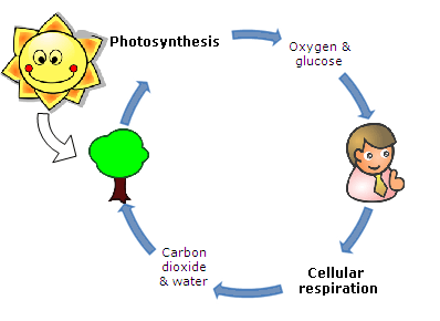 Cellular Respiration 11d | Biology - Quizizz