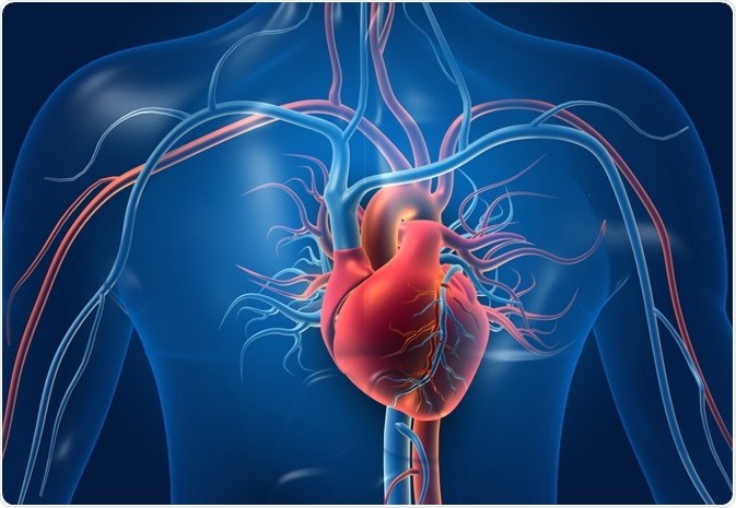 the circulatory and respiratory systems - Grade 4 - Quizizz