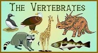 vertebrata dan invertebrata - Kelas 10 - Kuis