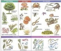 bacterias y arqueas - Grado 7 - Quizizz