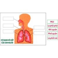 hệ thống tuần hoàn và hô hấp - Lớp 2 - Quizizz