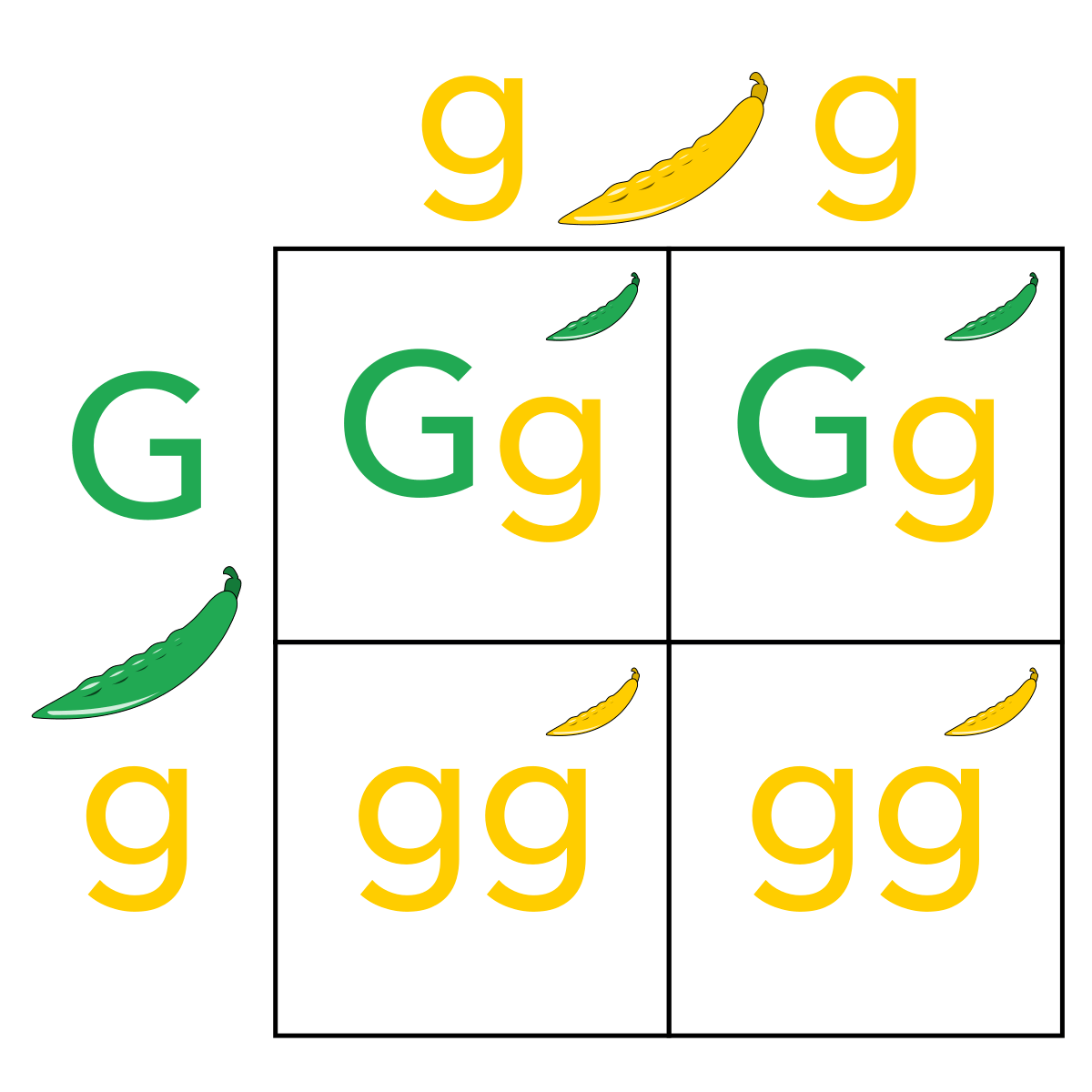 punnett squares - Class 10 - Quizizz