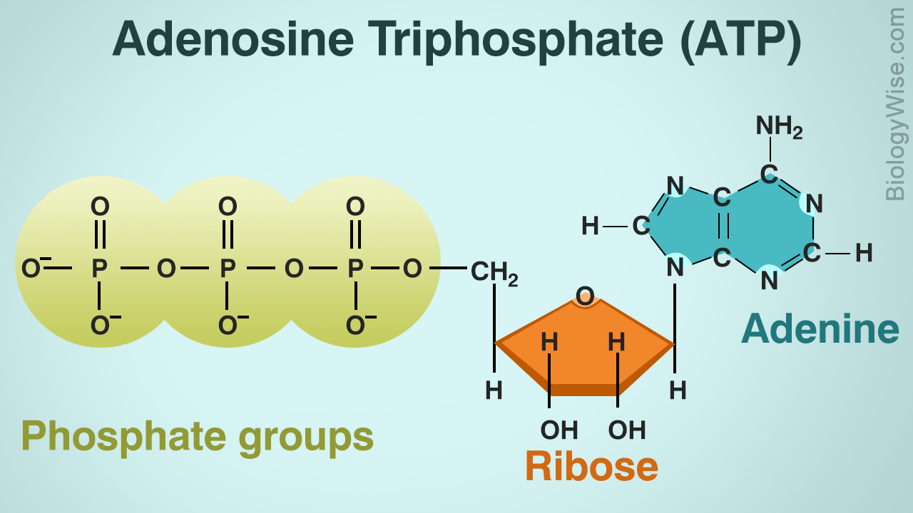 Carrier Molecules | Quizizz