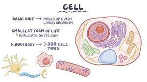 structure of a cell - Year 5 - Quizizz