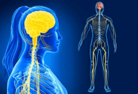 los sistemas nervioso y endocrino Tarjetas didácticas - Quizizz