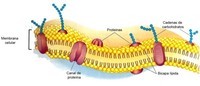 la membrana celular - Grado 1 - Quizizz
