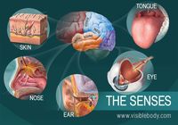 The 5 Senses - Grade 10 - Quizizz