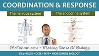 Konjungsi Koordinasi - Kelas 3 - Kuis