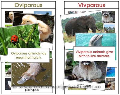 oviparous and viviparous | English - Quizizz