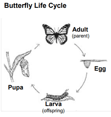 Life Cycles - 4th grade | 187 plays | Quizizz