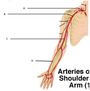 Blood Vessel Labeling | Human Anatomy Quiz - Quizizz