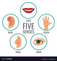 The 5 Senses - Year 3 - Quizizz