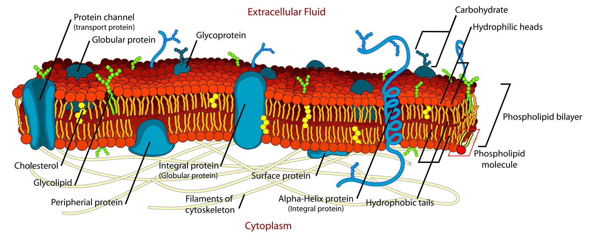 cell-membrane-cell-structure-quiz-quizizz