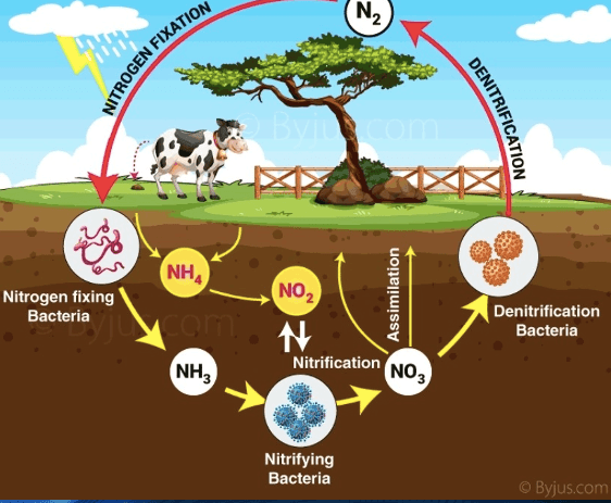 Nitrogen Cycle questions & answers for quizzes and tests - Quizizz