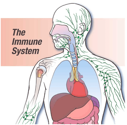 the immune system - Class 11 - Quizizz