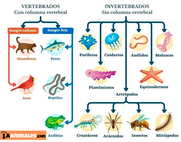 vertebrados e invertebrados - Grado 3 - Quizizz