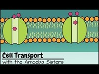 laplace transform - Class 8 - Quizizz