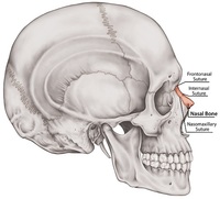 Tarjetas de anatomía - Grado 7 - Quizizz