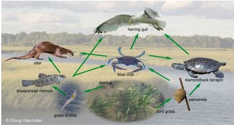 10.2 Wetland Ecology questions & answers for quizzes and tests - Quizizz