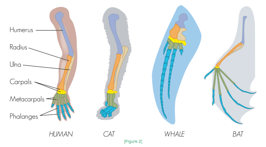 Anatomical Similarities and Differences | 114 plays | Quizizz