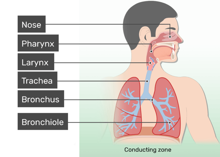 the digestive and excretory systems - Class 10 - Quizizz