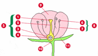 partes da planta e suas funções - Série 9 - Questionário