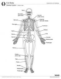 Functions of Skeletal System | 137 plays | Quizizz