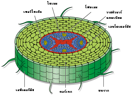 เนื้อเยื่อ - ระดับชั้น 7 - Quizizz