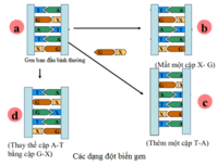 biến đổi gen Flashcards - Quizizz