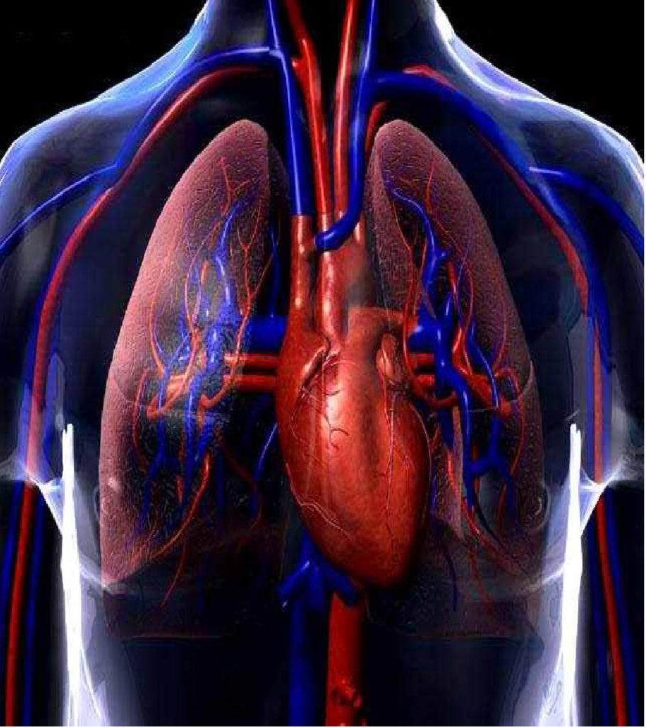 os sistemas circulatório e respiratório - Série 3 - Questionário